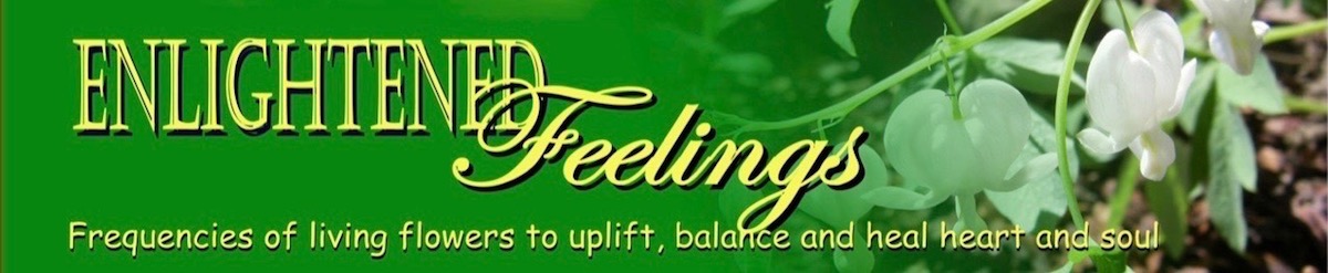 Enlightened Feelings Living Flower Essences