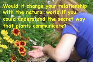 Would it change your relationship with nature if you could understand the secret way that plants communicate?